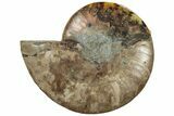 Cut & Polished Ammonite Fossil (Half) - Crystal Pockets #308197-1